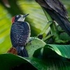 Datel cernolici - Melanerpes pucherani - Black-cheeked Woodpecker o8751